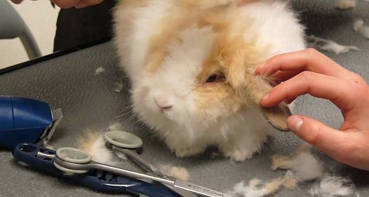 H μεγαλύτερη εταιρεία λιανικής πώλησης μόδας καταργεί τη γούνα ανκορά από τα προϊόντα της (photo)