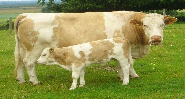 Κίνα: Ερχεται το μεγαλύτερο εργοστάσιο κλωνοποιημένων ζώων του κόσμου