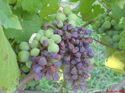 Ξεκινούν οι αίτησης για τις ζημιές από τον περονόσπορο του 2011