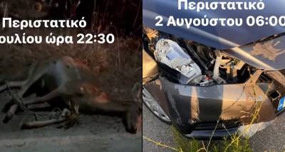 Λήμνος: Σοβαρός κίνδυνος από την ανεξέλεγκτη κυκλοφορία ελαφιών στους δρόμους του νησιού