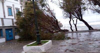 Πτώση δέντρου στο Ρωμέικο (photos)