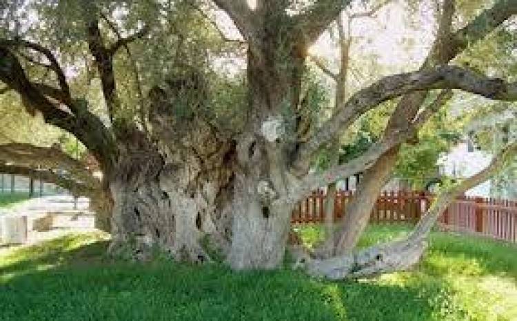 &Kappa;&alpha;&upsilon;&sigma;ό&xi;&upsilon;&lambda;&alpha; έ&gamma;&iota;&nu;&epsilon; &kappa;&alpha;&iota; &eta; &epsilon;&lambda;&iota;ά &tau;&omicron;&upsilon; &Pi;&lambda;ά&tau;&omega;&nu;&alpha;