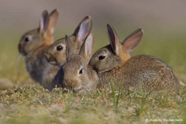 Ξεκινάει σήμερα η επ΄ αμοιβή δίωξη των αγριοκούνελων στη Λήμνο