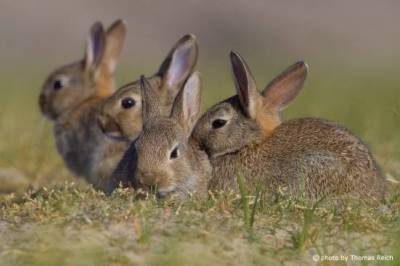 Ξεκινάει σήμερα η επ΄ αμοιβή δίωξη των αγριοκούνελων στη Λήμνο