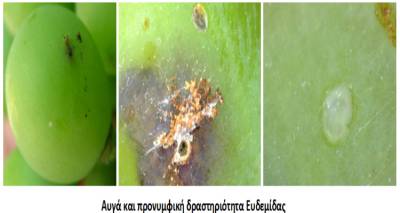 &Alpha;&nu;ά&gamma;&kappa;&eta; &phi;&upsilon;&tau;&omicron;&pi;&rho;&omicron;&sigma;&tau;&alpha;&sigma;ί&alpha;&sigmaf; &tau;&omega;&nu; &alpha;&mu;&pi;&epsilon;&lambda;&iota;ώ&nu; &sigma;&tau;&eta; &Lambda;ή&mu;&nu;&omicron;