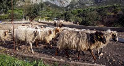 &Upsilon;&Pi;&Alpha;&Alpha;&Tau;: &Epsilon;&nu;&tau;&alpha;&tau;&iota;&kappa;&omicron;ί έ&lambda;&epsilon;&gamma;&chi;&omicron;&iota; &gamma;&iota;&alpha; &tau;&omicron;&nu; &alpha;&phi;&theta;ώ&delta;&eta; &pi;&upsilon;&rho;&epsilon;&tau;ό &sigma;&tau;&eta; &Lambda;έ&sigma;&beta;&omicron; | &Epsilon;&xi;&epsilon;&tau;ά&sigma;&tau;&eta;&kappa;&alpha;&nu; 180 &epsilon;&kappa;&tau;&rho;&omicron;&phi;έ&sigmaf; &kappa;&alpha;&iota; 6.331 &delta;&epsilon;ί&gamma;&mu;&alpha;&tau;&alpha; &sigma;&epsilon; &delta;ύ&omicron; &epsilon;&beta;&delta;&omicron;&mu;ά&delta;&epsilon;&sigmaf;