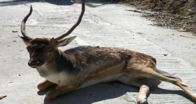 &Delta;&epsilon;&nu; &tau;&alpha; &kappa;&alpha;&tau;ά&phi;&epsilon;&rho;&epsilon; &tau;&omicron; &pi;&lambda;&alpha;&tau;ώ&nu;&iota; &pi;&omicron;&upsilon; &epsilon;&nu;&tau;&omicron;&pi;ί&sigma;&tau;&eta;&kappa;&epsilon; &tau;&rho;&alpha;&upsilon;&mu;&alpha;&tau;&iota;&sigma;&mu;έ&nu;&omicron; &sigma;ή&mu;&epsilon;&rho;&alpha; &sigma;&tau;&eta; &Mu;ύ&rho;&iota;&nu;&alpha;