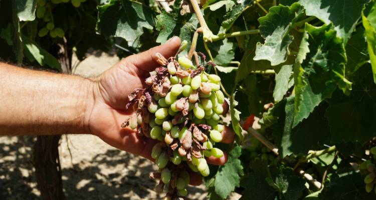 &Epsilon;&Lambda;&Gamma;&Alpha;: &Beta;&gamma;ή&kappa;&alpha;&nu; &tau;&alpha; &pi;&omicron;&rho;ί&sigma;&mu;&alpha;&tau;&alpha; &zeta;&eta;&mu;&iota;ώ&nu; &alpha;&pi;ό &kappa;&alpha;ύ&sigma;&omega;&nu;&alpha; &gamma;&iota;&alpha; &kappa;&alpha;&lambda;&lambda;&iota;έ&rho;&gamma;&epsilon;&iota;&epsilon;&sigmaf; &sigma;&epsilon; &Theta;ά&nu;&omicron;&sigmaf;, &Kappa;ά&sigma;&pi;&alpha;&kappa;&alpha;, &Pi;&lambda;&alpha;&tau;ύ &kappa;&alpha;&iota; &Mu;ύ&rho;&iota;&nu;&alpha;