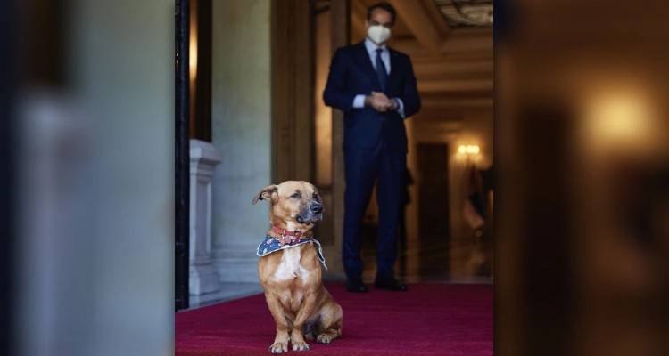 Ζώα συντροφιάς: Τι προβλέπει ο νέος νόμος για την προστασία τους και τις υποχρεώσεις των ιδιοκτητών