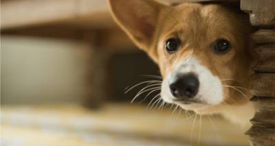 Επιστολή του Φιλοζωικού Σωματείου Λήμνου στην Αστυνομία για τα βεγγαλικά ενόψει Πάσχα | Ζητούν μέτρα για την προστασία πολιτών και ζώων