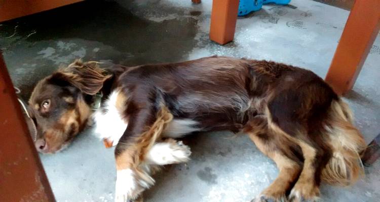 &Beta;&rho;έ&theta;&eta;&kappa;&epsilon; &sigma;&kappa;ύ&lambda;&omicron;&sigmaf; &sigma;&epsilon; caf&eacute; &tau;&eta;&sigmaf; &Mu;ύ&rho;&iota;&nu;&alpha;&sigmaf; &kappa;&alpha;&iota; &alpha;&nu;&alpha;&zeta;&eta;&tau;ά&epsilon;&iota; &tau;&omicron;&nu; &iota;&delta;&iota;&omicron;&kappa;&tau;ή&tau;&eta; &tau;&omicron;&upsilon; (photos)