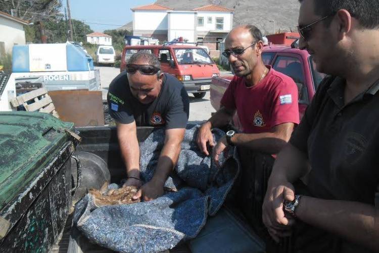 Διάσωση μικρού πλατωνιού στη Μύρινα