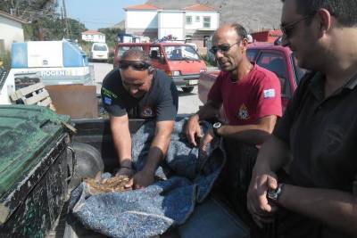 Διάσωση μικρού πλατωνιού στη Μύρινα