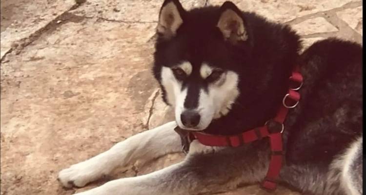 &Delta;&iota;&pi;&lambda;ή &kappa;&alpha;&tau;&epsilon;&pi;&epsilon;ί&gamma;&omicron;&upsilon;&sigma;&alpha; &epsilon;&iota;&sigma;&alpha;&gamma;&gamma;&epsilon;&lambda;&iota;&kappa;ή έ&rho;&epsilon;&upsilon;&nu;&alpha; &gamma;&iota;&alpha; &tau;&eta;&nu; &upsilon;&pi;ό&theta;&epsilon;&sigma;&eta; &tau;&omicron;&upsilon; Ό&lambda;&iota;&beta;&epsilon;&rho; &zeta;&eta;&tau;ά &omicron; Ά&rho;&epsilon;&iota;&omicron;&sigmaf; &Pi;ά&gamma;&omicron;&sigmaf;