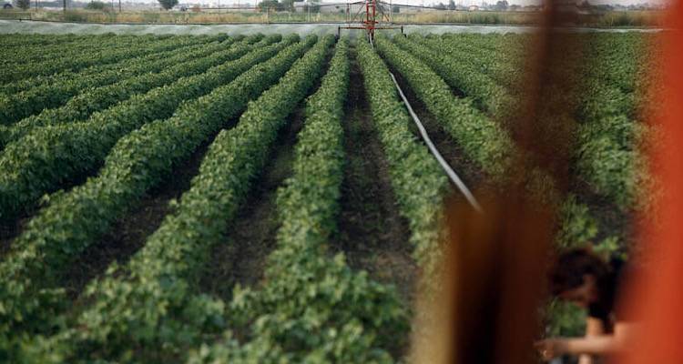 Αγροτικός Συνεταιρισμός Λήμνου «Η Ένωση»: Ξεκίνησαν οι Αιτήσεις Επιστροφής ΦΠΑ 2025