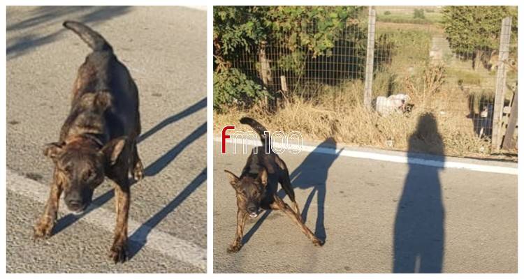 Λήμνος: Παράπονα για επιθέσεις δεσποζόμενων σκυλιών
