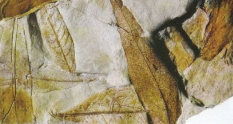 Έ&nu;&alpha; &theta;&alpha;ύ&mu;&alpha; &tau;&eta;&sigmaf; &phi;ύ&sigma;&eta;&sigmaf;, &tau;&omicron; &Alpha;&pi;&omicron;&lambda;&iota;&theta;&omega;&mu;έ&nu;&omicron; &Delta;ά&sigma;&omicron;&sigmaf; &tau;&eta;&sigmaf; &Lambda;ή&mu;&nu;&omicron;&upsilon;