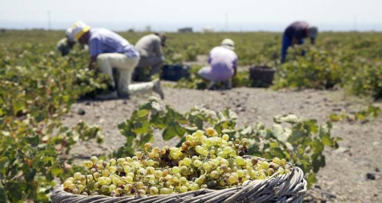 Τελευταία εξέλιξη: Θα εφαρμοστεί στη Λήμνο ο «Πρώιμος Τρυγητός» | Για μια μέρα οι αιτήσεις
