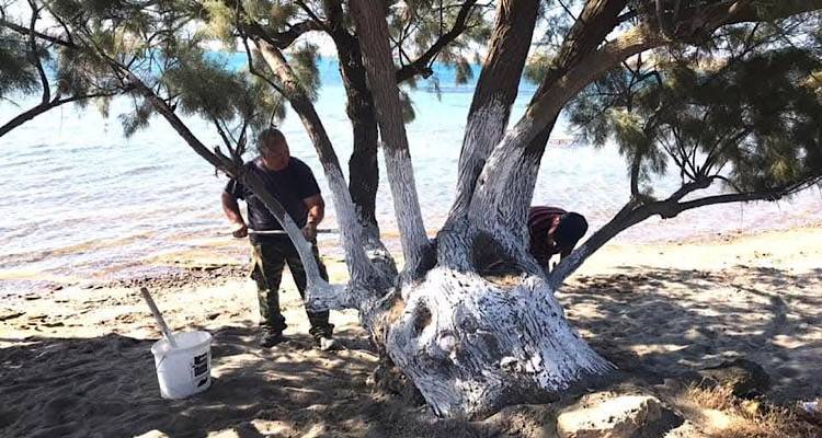 Με πρωτοβουλία δύο πολιτών καθαρίστηκε η παραλία της Καλλιθέας | Ευχαριστίες από τον πρόεδρο της Κοινότητας