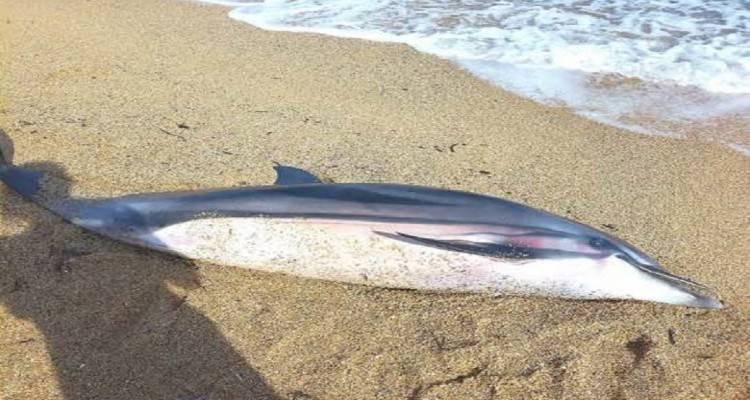 Λήμνος Νεκρό δελφίνι στην παραλία «Αλογόμανδρα»