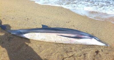 &Lambda;ή&mu;&nu;&omicron;&sigmaf; &Nu;&epsilon;&kappa;&rho;ό &delta;&epsilon;&lambda;&phi;ί&nu;&iota; &sigma;&tau;&eta;&nu; &pi;&alpha;&rho;&alpha;&lambda;ί&alpha; &laquo;&Alpha;&lambda;&omicron;&gamma;ό&mu;&alpha;&nu;&delta;&rho;&alpha;&raquo;