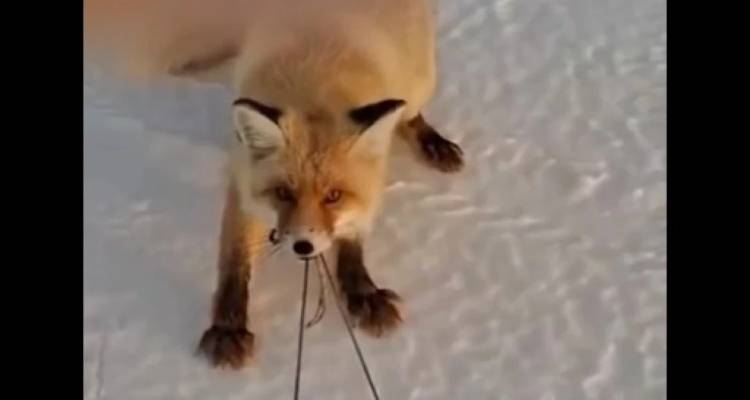 &Alpha;&lambda;&epsilon;&pi;&omicron;ύ &pi;&rho;&omicron;&sigma;&pi;&alpha;&theta;&epsilon;ί &nu;&alpha; &kappa;&lambda;έ&psi;&epsilon;&iota; έ&lambda;&kappa;&eta;&theta;&rho;&omicron; &mu;&epsilon; &psi;ά&rho;&iota;&alpha; &kappa;&alpha;&iota; &gamma;ί&nu;&epsilon;&tau;&alpha;&iota; viral &gamma;&iota;&alpha; &tau;&eta;&nu; &alpha;&pi;&omicron;&phi;&alpha;&sigma;&iota;&sigma;&tau;&iota;&kappa;ό&tau;&eta;&tau;ά &tau;&eta;&sigmaf;, &delta;&epsilon;ί&tau;&epsilon; &beta;ί&nu;&tau;&epsilon;&omicron;