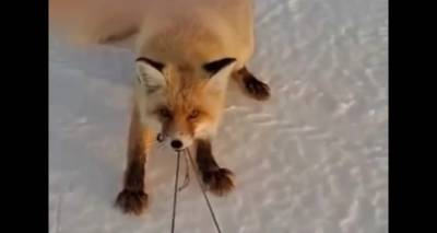 &Alpha;&lambda;&epsilon;&pi;&omicron;ύ &pi;&rho;&omicron;&sigma;&pi;&alpha;&theta;&epsilon;ί &nu;&alpha; &kappa;&lambda;έ&psi;&epsilon;&iota; έ&lambda;&kappa;&eta;&theta;&rho;&omicron; &mu;&epsilon; &psi;ά&rho;&iota;&alpha; &kappa;&alpha;&iota; &gamma;ί&nu;&epsilon;&tau;&alpha;&iota; viral &gamma;&iota;&alpha; &tau;&eta;&nu; &alpha;&pi;&omicron;&phi;&alpha;&sigma;&iota;&sigma;&tau;&iota;&kappa;ό&tau;&eta;&tau;ά &tau;&eta;&sigmaf;, &delta;&epsilon;ί&tau;&epsilon; &beta;ί&nu;&tau;&epsilon;&omicron;