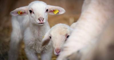 &Pi;&lambda;ή&rho;&eta;&sigmaf; &epsilon;&pi;&iota;&beta;&epsilon;&beta;&alpha;ί&omega;&sigma;&eta; &tau;&omicron;&upsilon; &rho;&epsilon;&pi;&omicron;&rho;&tau;ά&zeta; &tau;&omicron;&upsilon; FM100 | &Eta; &nu;έ&alpha; &epsilon;&gamma;&kappa;ύ&kappa;&lambda;&iota;&omicron;&sigmaf; &gamma;&iota;&alpha; &tau;&iota;&sigmaf; &mu;&epsilon;&tau;&alpha;&kappa;&iota;&nu;ή&sigma;&epsilon;&iota;&sigmaf; &zeta;ώ&nu;&tau;&omega;&nu; &zeta;ώ&omega;&nu; &epsilon;&phi;&alpha;&rho;&mu;ό&zeta;&epsilon;&tau;&alpha;&iota; ή&delta;&eta; | &Tau;&iota; &lambda;έ&nu;&epsilon; &Beta;&lambda;ά&tau;&tau;&alpha;&sigmaf; &kappa;&alpha;&iota; &Gamma;&alpha;&rho;&omicron;&phi;&alpha;&lambda;&lambda;ί&delta;&eta;&sigmaf;