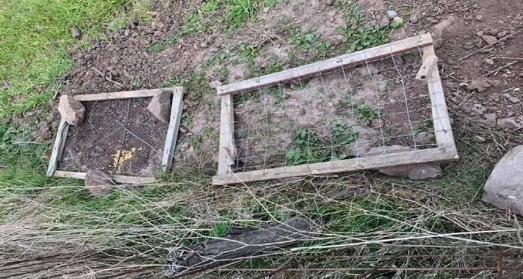 Λήμνος: Μήνυση κατ’ αγνώστων για παράνομες παγίδες πτηνών