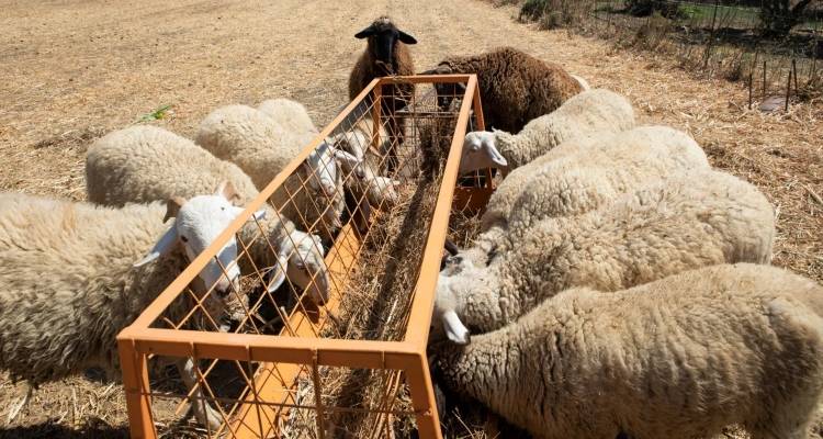 &Xi;&epsilon;&kappa;&iota;&nu;&omicron;ύ&nu; &omicron;&iota; 10 &kappa;&rho;ί&sigma;&iota;&mu;&epsilon;&sigmaf; &eta;&mu;έ&rho;&epsilon;&sigmaf; &mu;ά&chi;&eta;&sigmaf; &kappa;&alpha;&tau;ά &tau;&eta;&sigmaf; &epsilon;&upsilon;&lambda;&omicron;&gamma;&iota;ά&sigmaf; &tau;&omega;&nu; &alpha;&iota;&gamma;&omicron;&pi;&rho;&omicron;&beta;ά&tau;&omega;&nu;