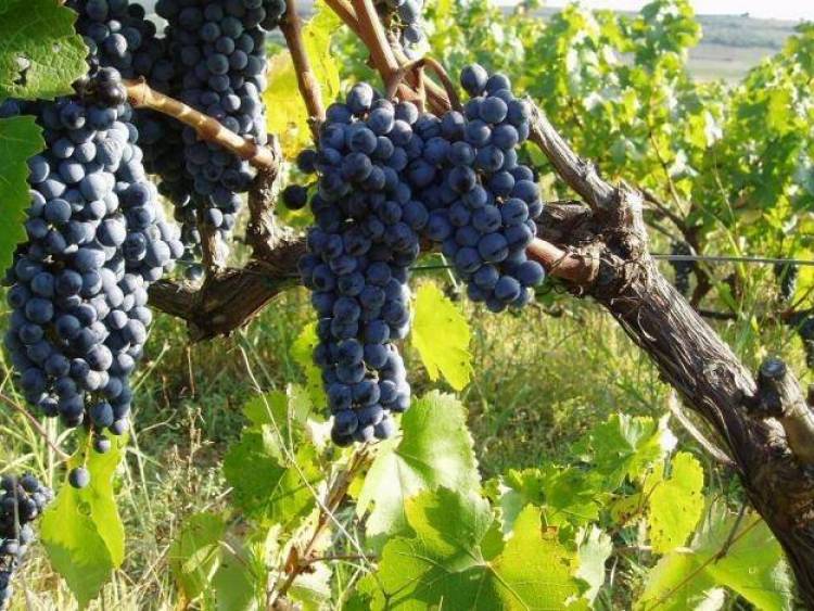 Αρχίζουν έλεγχοι και αποτίμηση των ζημιών στις καλλιέργειες της Λήμνου από τον ΕΛΓΑ