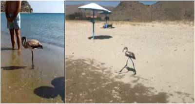 &Lambda;ή&mu;&nu;&omicron;&sigmaf;: &Epsilon;&pi;&iota;&chi;&epsilon;ί&rho;&eta;&sigma;&eta; &delta;&iota;ά&sigma;&omega;&sigma;&eta;&sigmaf; &nu;&epsilon;&alpha;&rho;&omicron;ύ &phi;&lambda;&alpha;&mu;ί&nu;&gamma;&kappa;&omicron; (photo + videos)