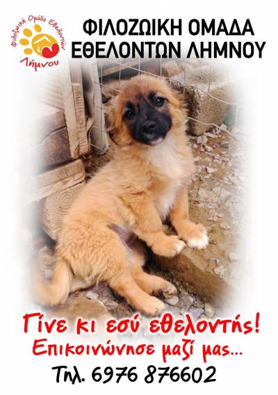 Υποστηρίξτε τη νέα φιλοζωική προσπάθεια για τα αδέσποτα της Λήμνου